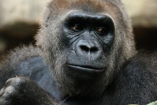 Flachlandgorilla Zoo Frankfurt am Main 2012