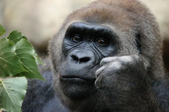 Flachlandgorilla Zoo Frankfurt am Main 2012