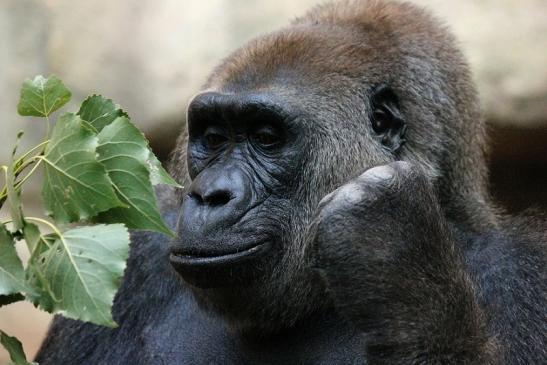 Flachlandgorilla Zoo Frankfurt am Main 2012