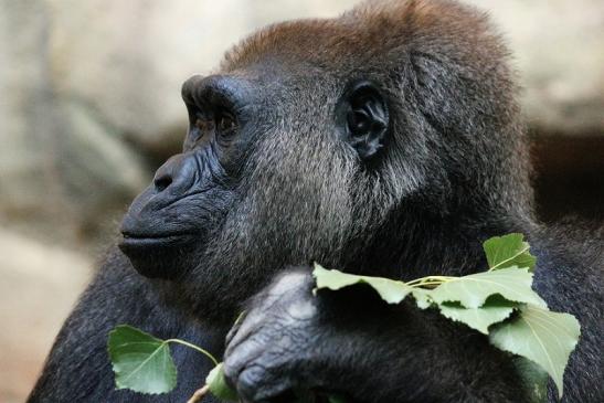 Flachlandgorilla Zoo Frankfurt am Main 2012