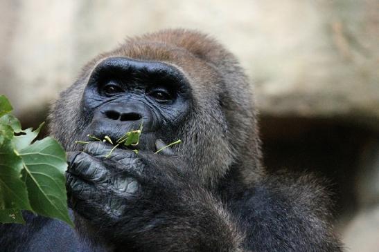 Flachlandgorilla Zoo Frankfurt am Main 2012