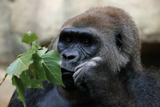 Flachlandgorilla Zoo Frankfurt am Main 2012