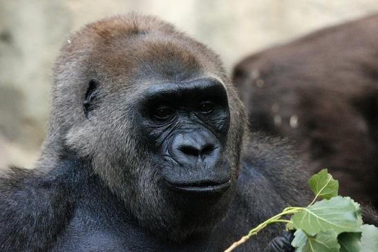 Flachlandgorilla Zoo Frankfurt am Main 2012