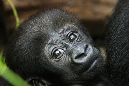 Flachlandgorilla Zoo Frankfurt am Main 2012