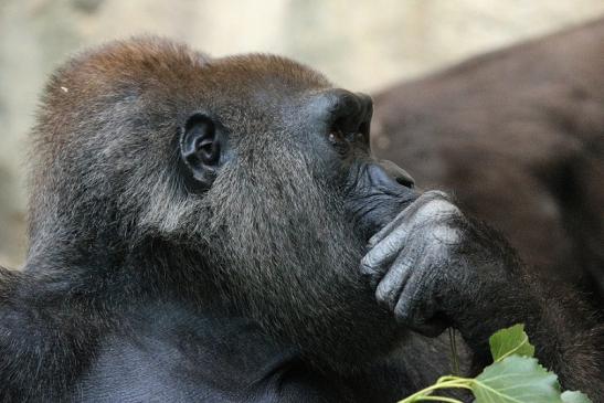 Flachlandgorilla Zoo Frankfurt am Main 2012