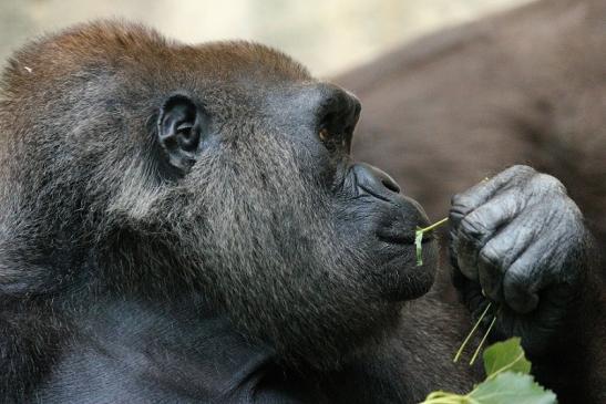 Flachlandgorilla Zoo Frankfurt am Main 2012