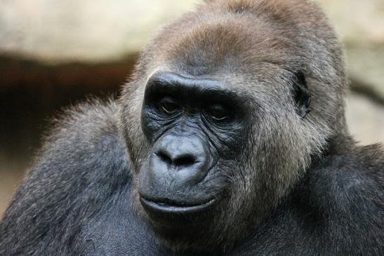 Flachlandgorilla Zoo Frankfurt am Main 2012