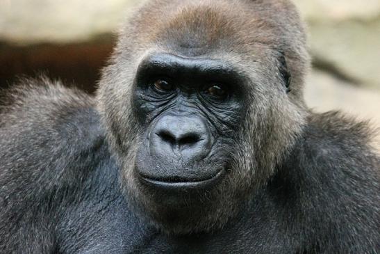 Flachlandgorilla Zoo Frankfurt am Main 2012