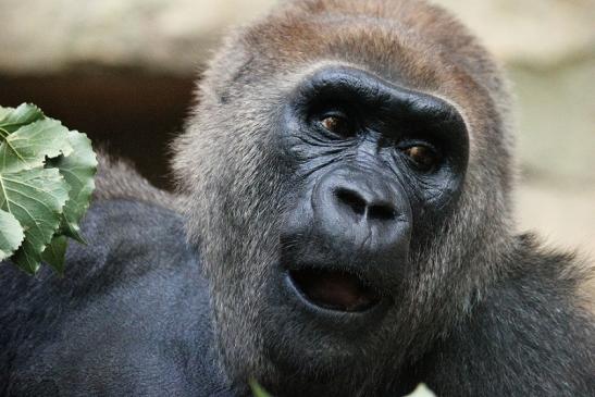 Flachlandgorilla Zoo Frankfurt am Main 2012