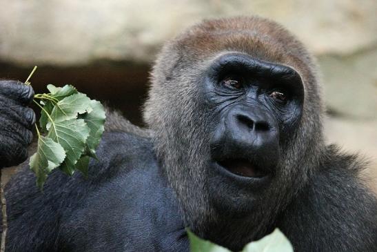 Flachlandgorilla Zoo Frankfurt am Main 2012