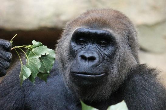 Flachlandgorilla Zoo Frankfurt am Main 2012