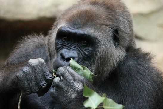 Flachlandgorilla Zoo Frankfurt am Main 2012