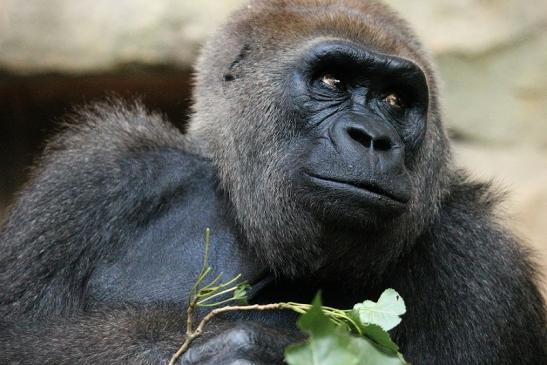 Flachlandgorilla Zoo Frankfurt am Main 2012