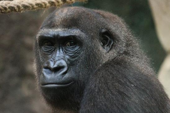 Flachlandgorilla Zoo Frankfurt am Main 2012