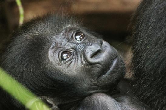 Flachlandgorilla Zoo Frankfurt am Main 2012