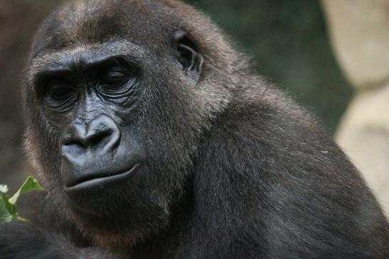 Flachlandgorilla Zoo Frankfurt am Main 2012