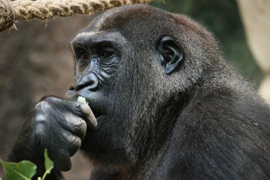 Flachlandgorilla Zoo Frankfurt am Main 2012