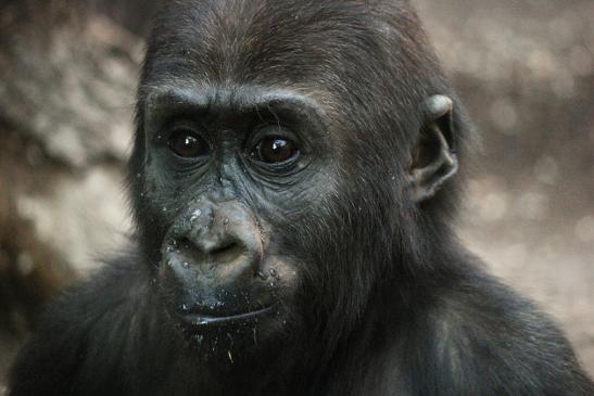 Flachlandgorilla Zoo Frankfurt am Main 2012