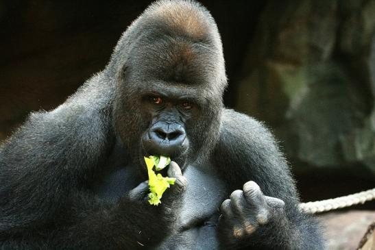 Flachlandgorilla Zoo Frankfurt am Main 2012