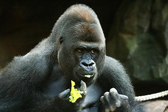 Flachlandgorilla Zoo Frankfurt am Main 2012