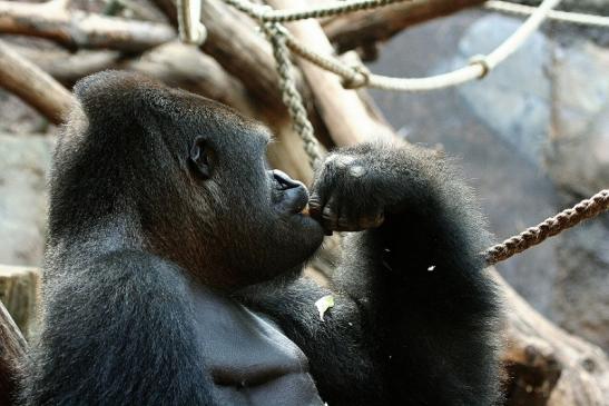 Flachlandgorilla Zoo Frankfurt am Main 2012