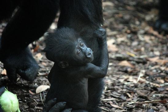 Flachlandgorilla Zoo Frankfurt am Main 2012