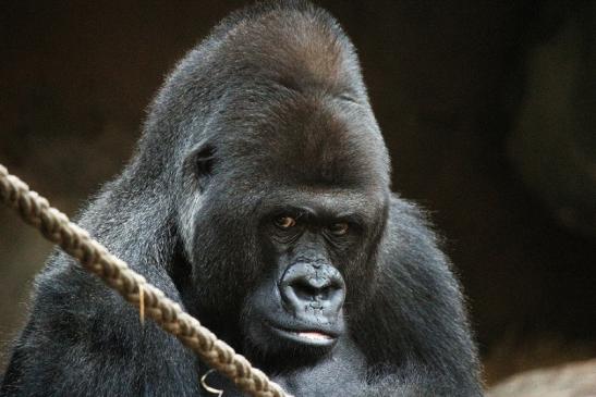 Flachlandgorilla Zoo Frankfurt am Main 2012