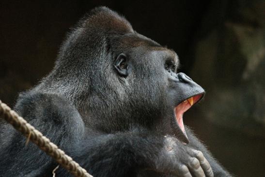 Flachlandgorilla Zoo Frankfurt am Main 2012