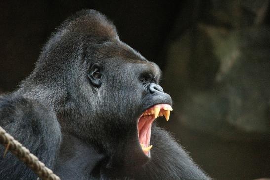 Flachlandgorilla Zoo Frankfurt am Main 2012