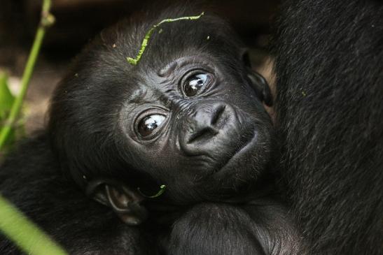 Flachlandgorilla Zoo Frankfurt am Main 2012