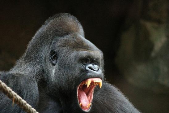 Flachlandgorilla Zoo Frankfurt am Main 2012