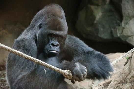 Flachlandgorilla Zoo Frankfurt am Main 2012