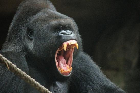 Flachlandgorilla Zoo Frankfurt am Main 2012