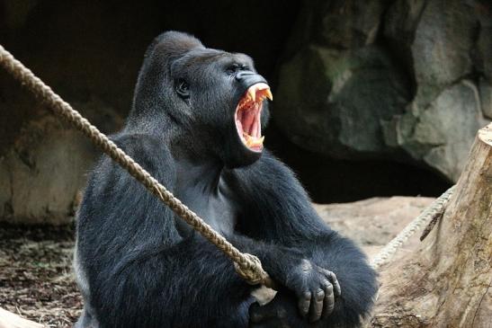 Flachlandgorilla Zoo Frankfurt am Main 2012