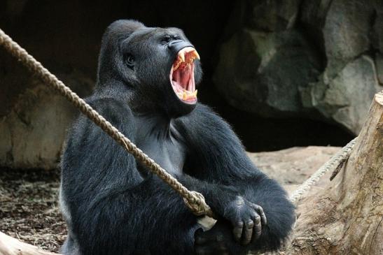 Flachlandgorilla Zoo Frankfurt am Main 2012