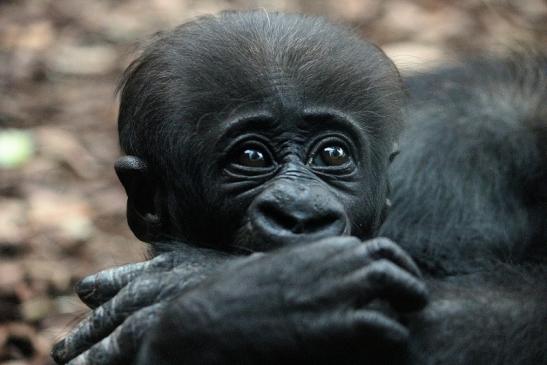 Flachlandgorilla Zoo Frankfurt am Main 2012