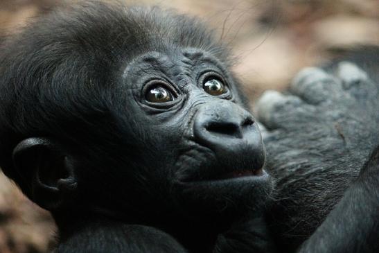 Flachlandgorilla Zoo Frankfurt am Main 2012