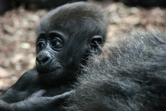 Flachlandgorilla Zoo Frankfurt am Main 2012