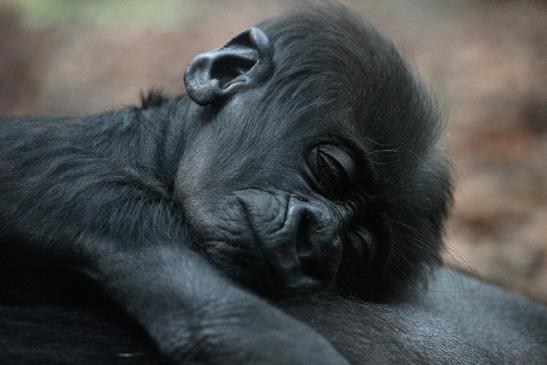 Flachlandgorilla Zoo Frankfurt am Main 2012