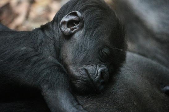 Flachlandgorilla Zoo Frankfurt am Main 2012