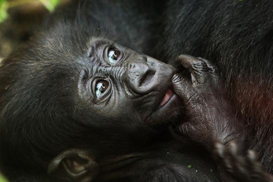 Flachlandgorilla Zoo Frankfurt am Main 2012