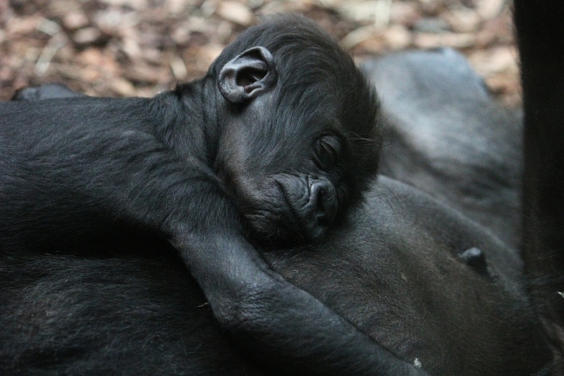 Flachlandgorilla Zoo Frankfurt am Main 2012