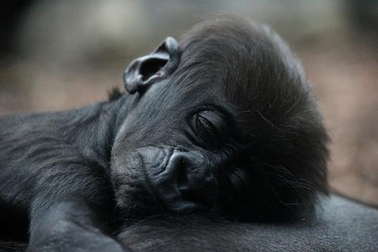 Flachlandgorilla Zoo Frankfurt am Main 2012