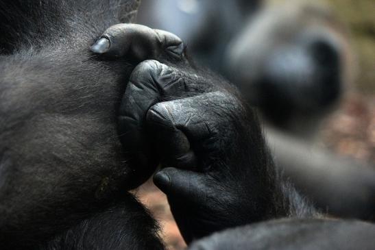 Flachlandgorilla Zoo Frankfurt am Main 2012