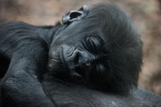 Flachlandgorilla Zoo Frankfurt am Main 2012