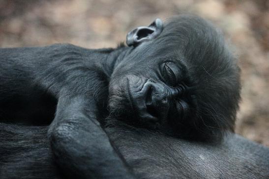 Flachlandgorilla Zoo Frankfurt am Main 2012