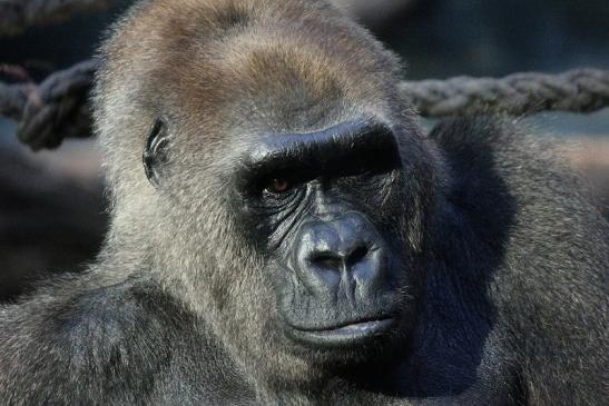 Flachlandgorilla Zoo Frankfurt am Main 2012