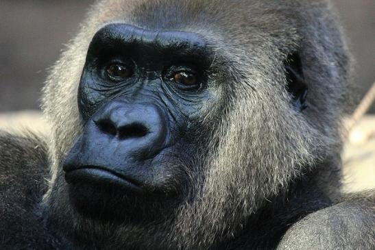 Flachlandgorilla Zoo Frankfurt am Main 2012