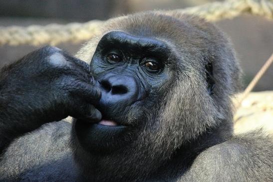 Flachlandgorilla Zoo Frankfurt am Main 2012