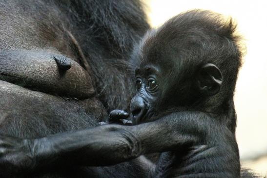 Flachlandgorilla Zoo Frankfurt am Main 2012